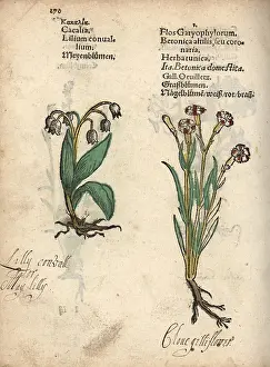 Caryophyllus: Lily of the valley, Convallaria majalis, and