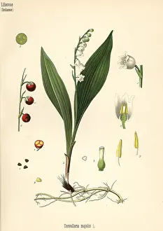 Convallaria: Lily of the valley, Convallaria majalis