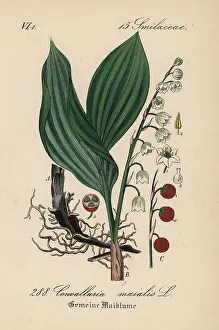 Convallaria: Lily of the valley, Convallaria majalis