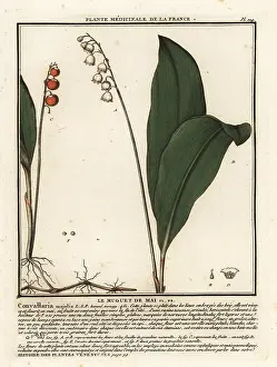 Plante Medicinale De La France: Lily of the valley, Convallaria majalis