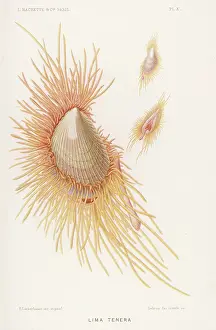 Lima: LIMA TENERA/SHELLFISH