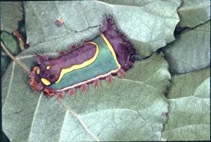Nettle: Limacodidae, nettle caterpillar from Belize