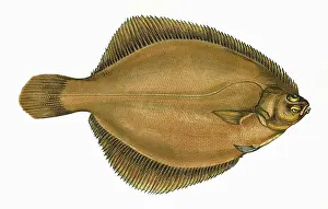 Flatfish: Limanda limanda, or Common Dab