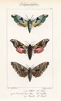 Pauquet: Lime hawkmoth, eyed hawkmoth, and poplar hawkmoth