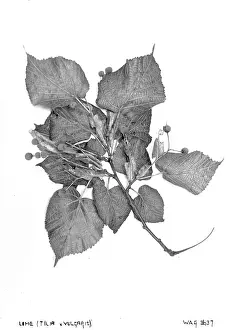 Lime: Lime (Tilia Vulgaris)
