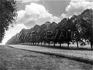 Brockenhurst: LIME TREE AVENUE
