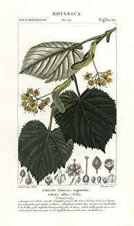 Verico: Lime tree or linden tree, Tilia alba