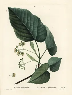 Poupee: Lime tree, Tilia pubescens