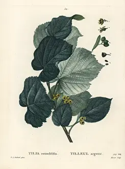 Rotundifolia: Lime tree, Tilia rotundifolia