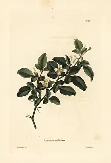 Loddiges: Limeberry, Triphasia trifolia