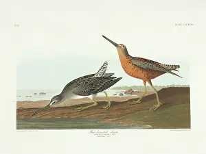 Brow: Limnodromus griseus, short-billed dowitcher