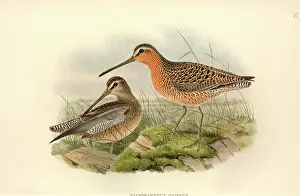Streaked: Limnodromus griseus, short-billed dowitcher