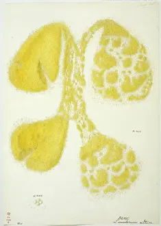 Squashed: Limodorum altum, squashed orchid pollina