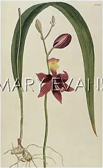 Rooted: LIMODORUM TUBEROSUM