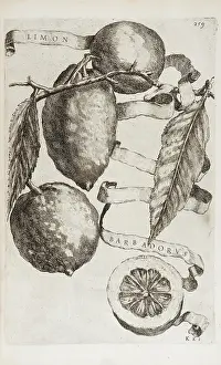 Libri: Limon barbadorus