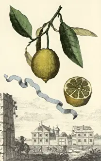 Leafy: Limon da Calabra