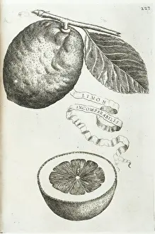 Libri: Limon incomparabilis, Incomparable Lemon