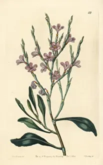 Statice: Limoniastrum monopetalum