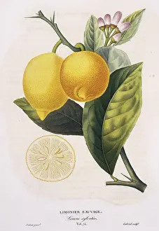 Juicy: Limonier sauvage, Limone sylvatico