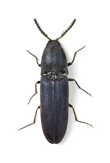 Violaceus: Limoniscus violaceus, violet click
