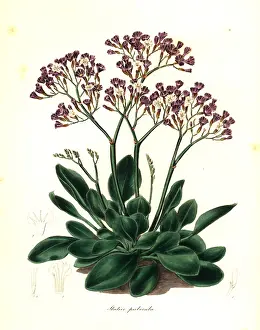 Downy: Limonium puberulum