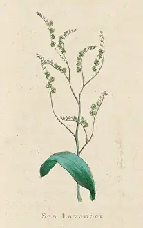 Vulgare: Limonium Vulgare(Sea Lavender)