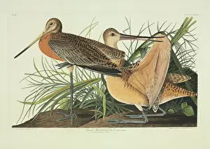 Godwit: Limosa fedoa, marbled godwit
