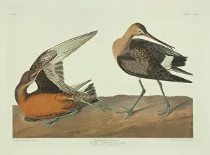 Godwit: Limosa haemastica, Hudsonian godwit