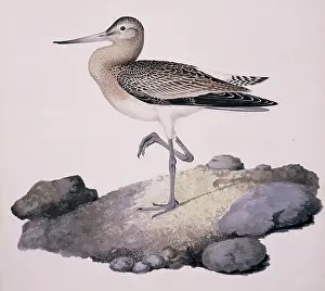 Macgillivray: Limosa lapponica, bar-tailed godwit