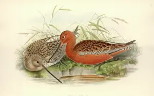 Godwit: Limosa lapponica, bar-tailed godwit