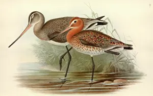 Godwit: Limosa limosa, black-tailed godwit