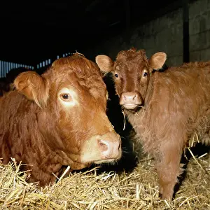 Calves: Limousin Cow and Calf ? winter