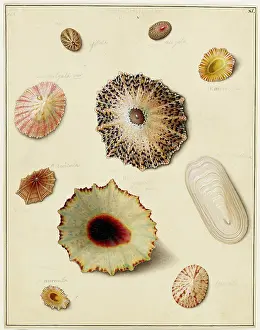 Bodycolour: Limpets