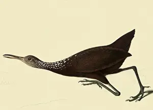 Parted: limpkin