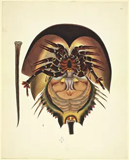 Spiky: Limulus polyphemus, horsehoe crab