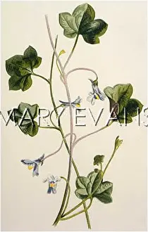 Linaria: LINARIA CYMBALARIA