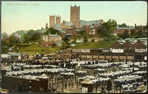 Overlooked: LINCOLN CATTLE MARKET
