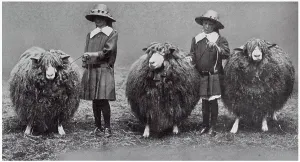 Ewes: Lincoln long-wool sheep at Lincoln Show