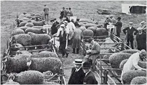 May25: Lincoln longwool ram sale