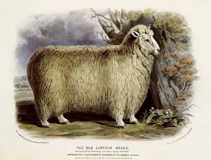 Barely: Lincoln Longwool Sheep