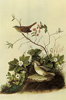 Sparrow: Lincoln's Sparrows