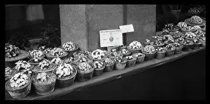 Horticultural: Lindley Silver Medal winner, RHS Awards