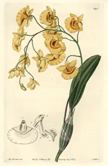 Dendrobium: Lindley's dendrobium orchid, Dendrobium lindleyi