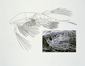 Filament: Line drawing of a shrimp-like crustacea