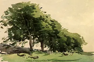 Windswept: A Line of Windswept Beeches