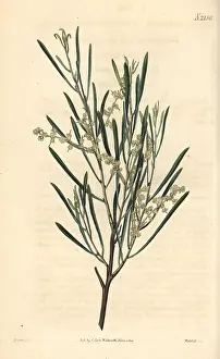Linearis: Linear leaved acacia, Acacia linearis