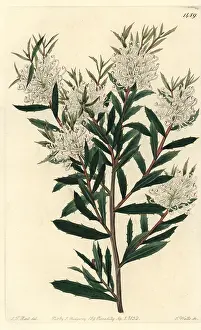 Linearis: Linear-leaved hakea, Hakea linearis
