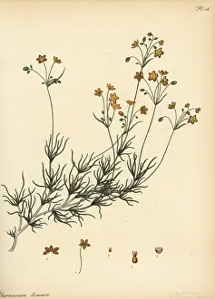 George Hibbert: Linear-leaved pharnaceum, Pharnaceum lineare