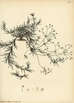 Botanical Artist: Linear-leaved pharnaceum, Pharnaceum lineare
