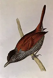 Swainson: Lined Antshrike, Thamnophilus palliatus
